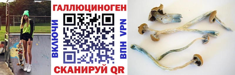 Псилоцибиновые грибы GOLDEN TEACHER  Купить где  Гусь-Хрустальный 
